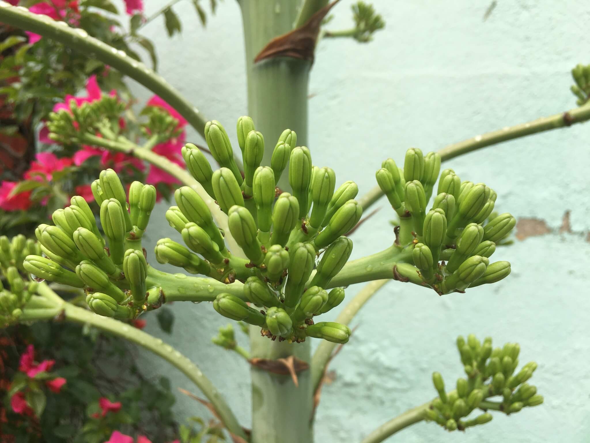 Agave desmettiana